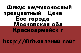 Фикус каучуконосный трехцветный › Цена ­ 500 - Все города  »    . Московская обл.,Красноармейск г.